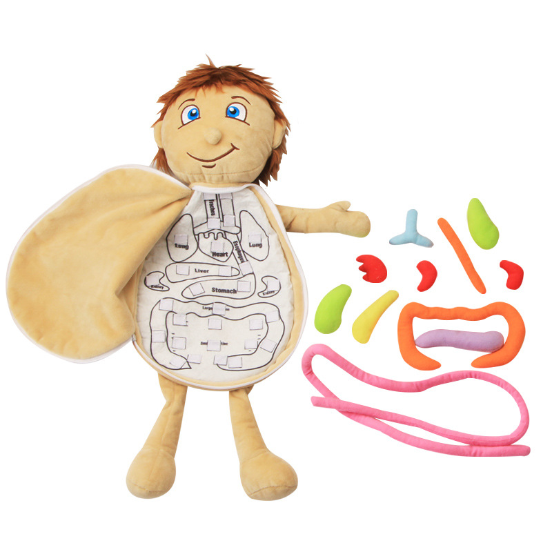Human Body Puzzle - Menselijke Ingewanden Cognitieve Kid 3D Puzzel