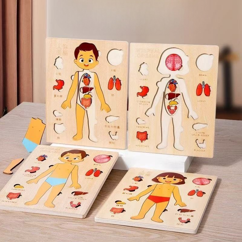 Human Body Puzzle - Montessori-puzzels Druk bord Menselijk lichaam Onderwijs