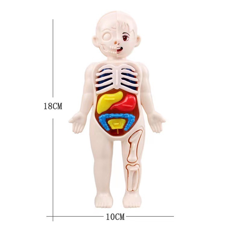 Human Body Puzzle - Montessori 3D-puzzel 14 stuks Menselijk lichaam