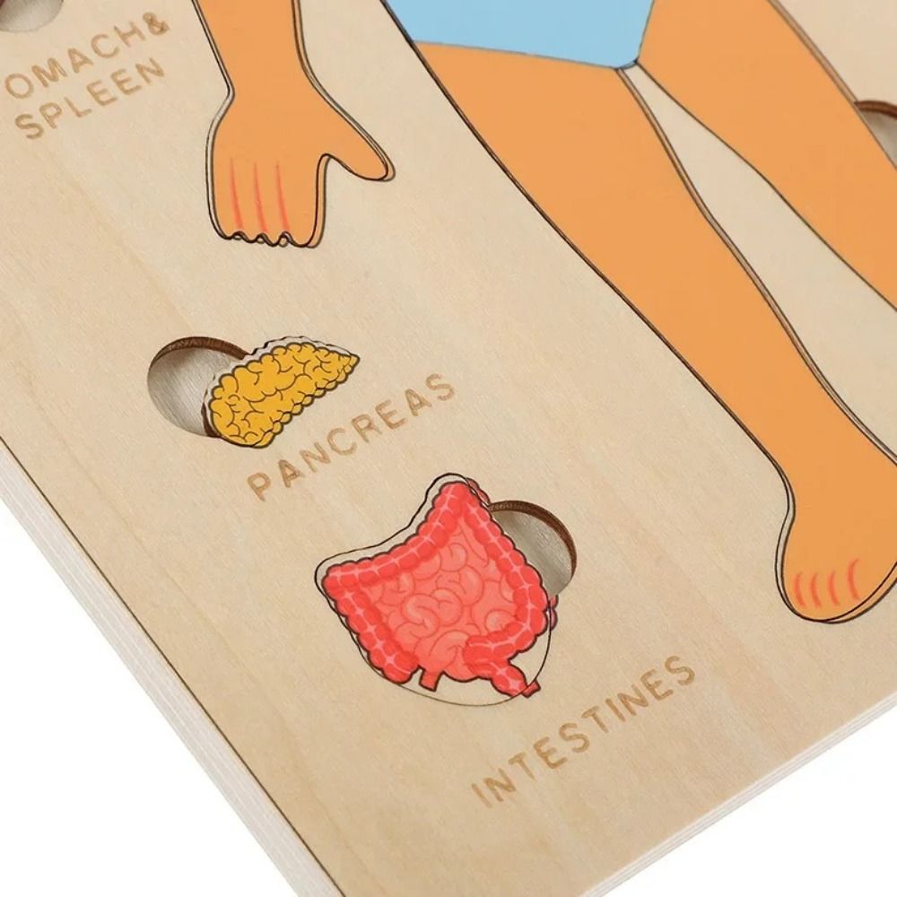 Human Body Puzzle - NIEUW Leerbord Montessori-puzzels Educatief Interactief Menselijk
