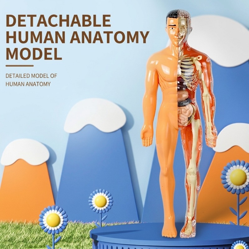 Human Body Puzzle - Basisschool DIY-model van het menselijk lichaam