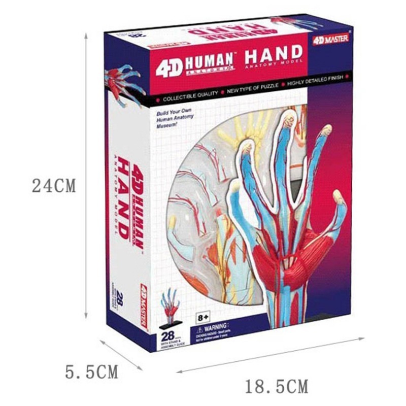Human Body Puzzle - 4d Master Menselijke Hand Botspier Bloedvat