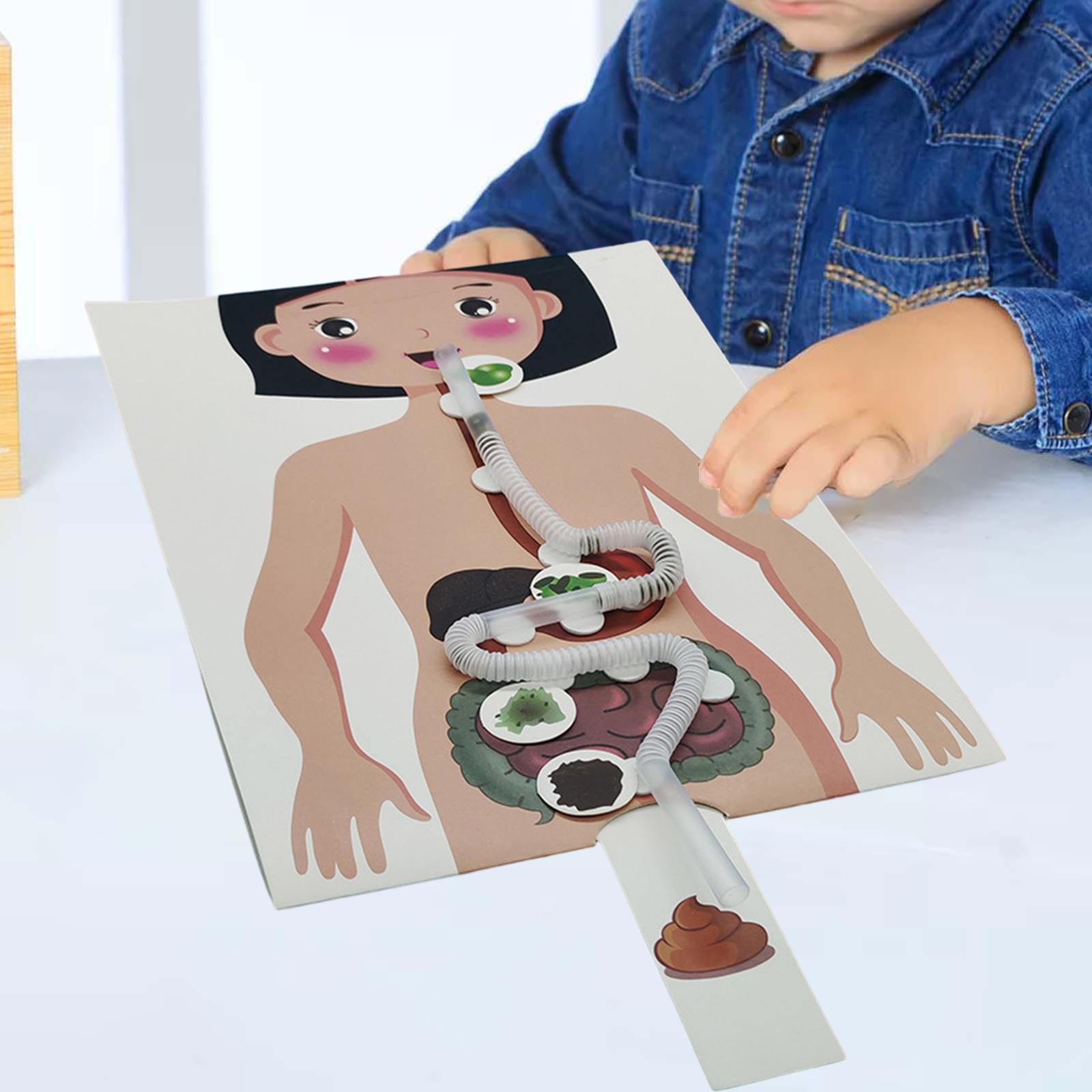 Human Body Puzzle - Menselijk spijsverteringsstelselmodel, leermiddel voor menselijke lichaamsdelen,
