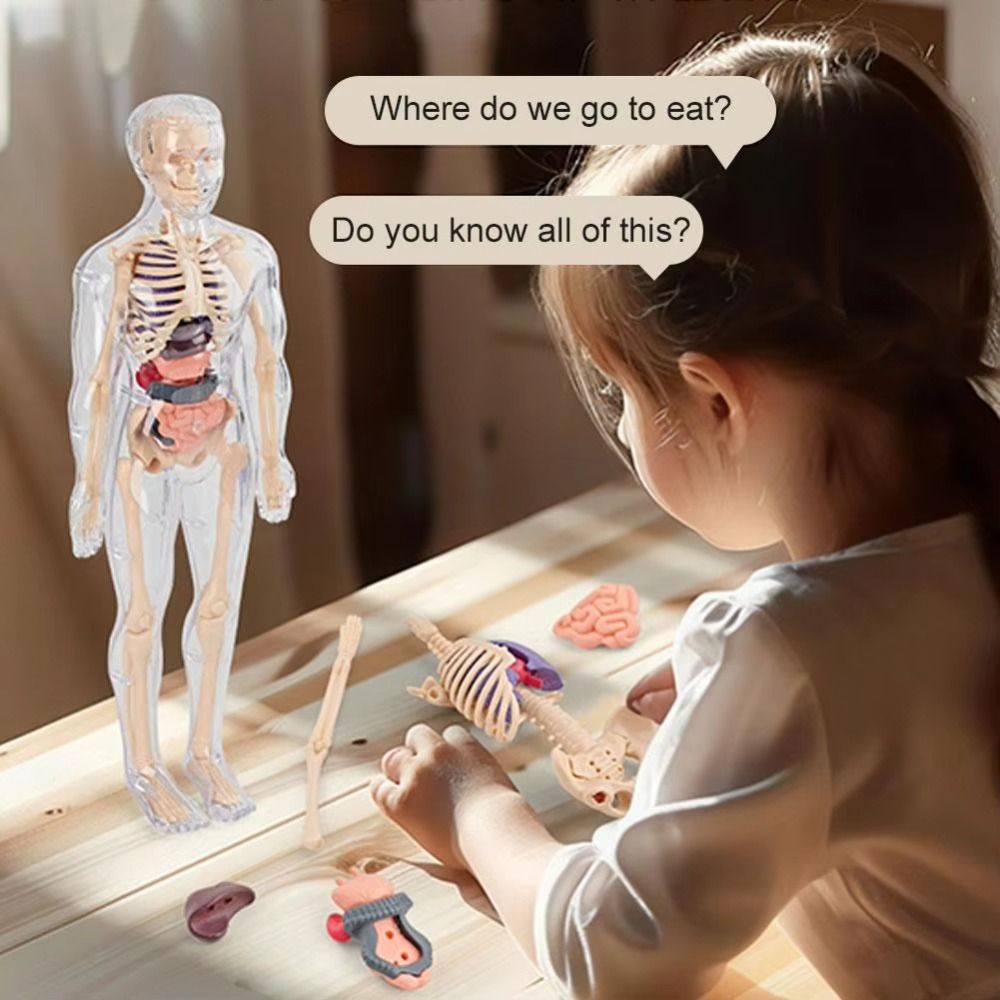 Human Body Puzzle - Kunststoffen 3D Menselijk Torso Model DIY