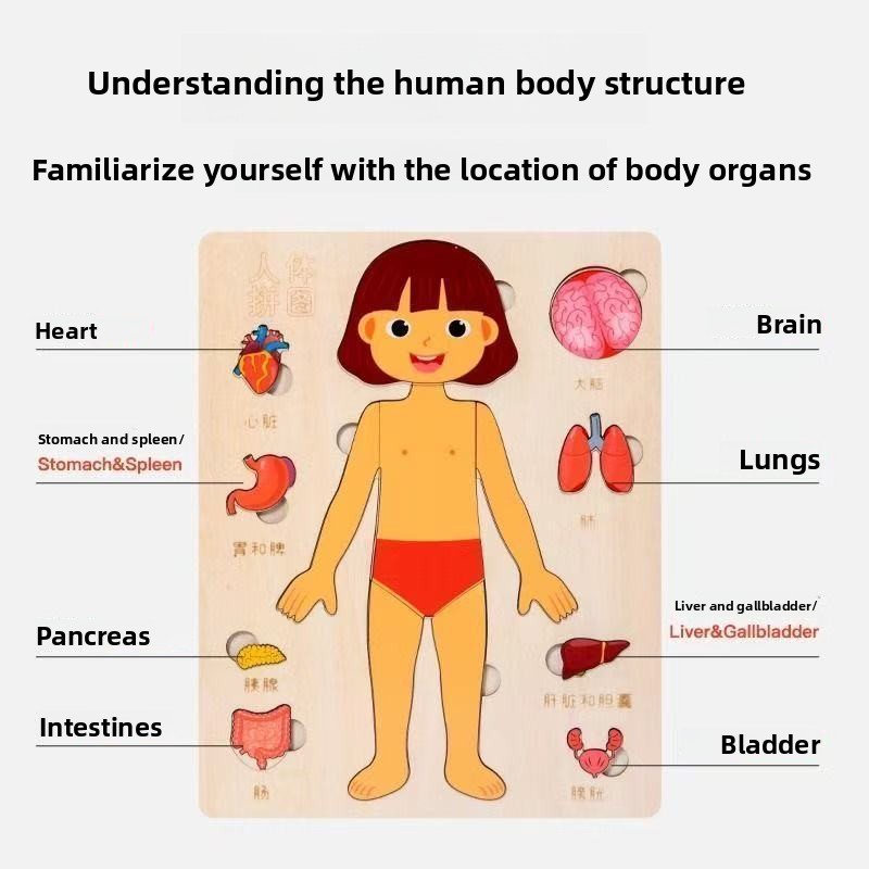 Montessori-puzzels Druk bord M - Human Body Puzzle recensie en prijs