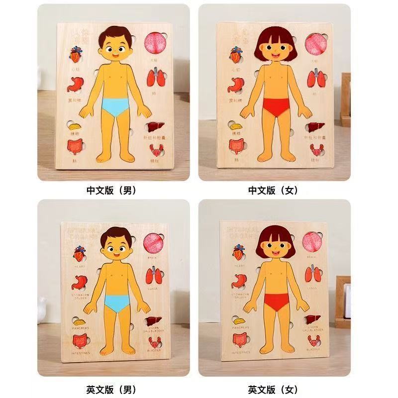 Montessori-puzzels Druk bord M - Human Body Puzzle recensie en prijs