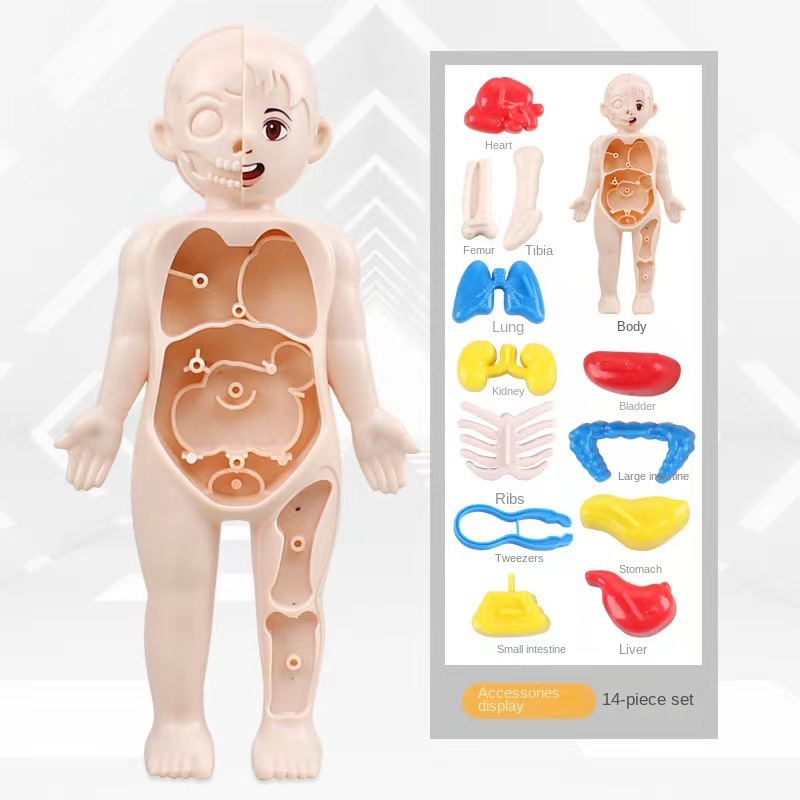 Montessori 3D-puzzel 14 stuks  - Human Body Puzzle recensie en prijs