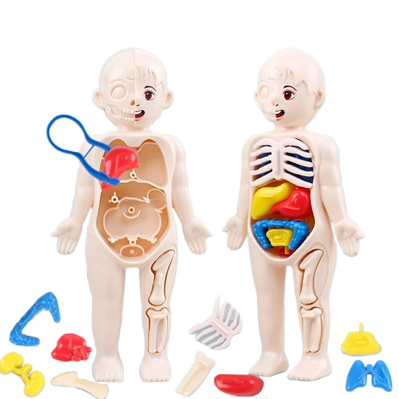 Montessori 3D-puzzel 14 stuks  - Human Body Puzzle recensie en prijs