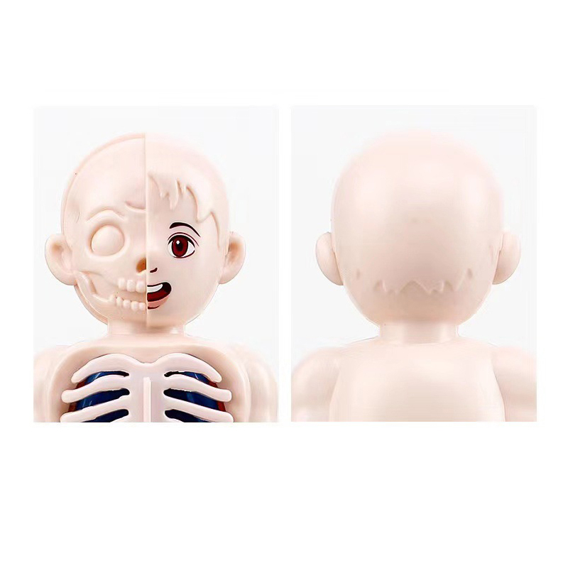 Montessori 3D-puzzel 14 stuks  - Human Body Puzzle recensie en prijs