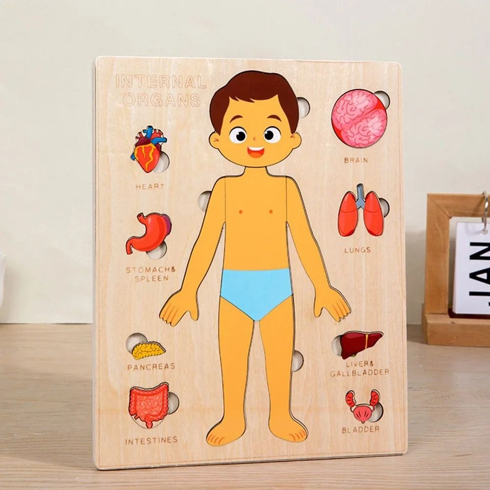 NIEUW Leerbord Montessori-puzz - Human Body Puzzle recensie en prijs