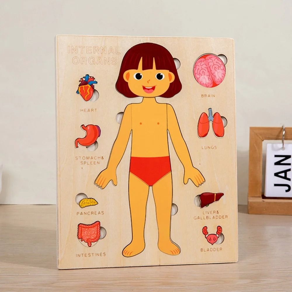NIEUW Leerbord Montessori-puzz - Human Body Puzzle recensie en prijs