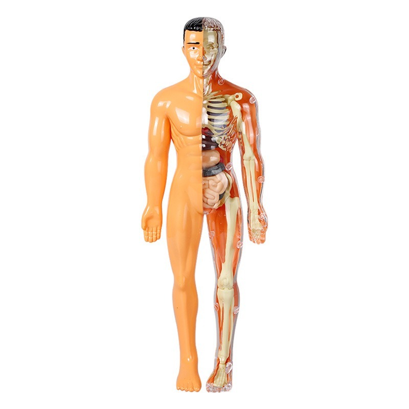 Basisschool DIY-model van het  - Human Body Puzzle recensie en prijs