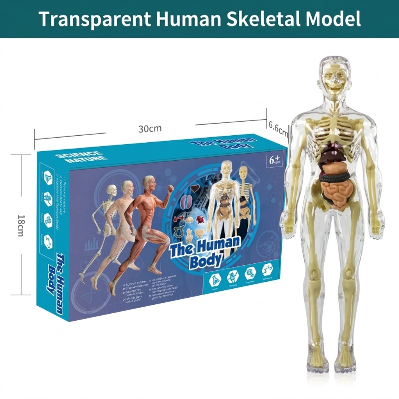 Basisschool DIY-model van het  - Human Body Puzzle recensie en prijs