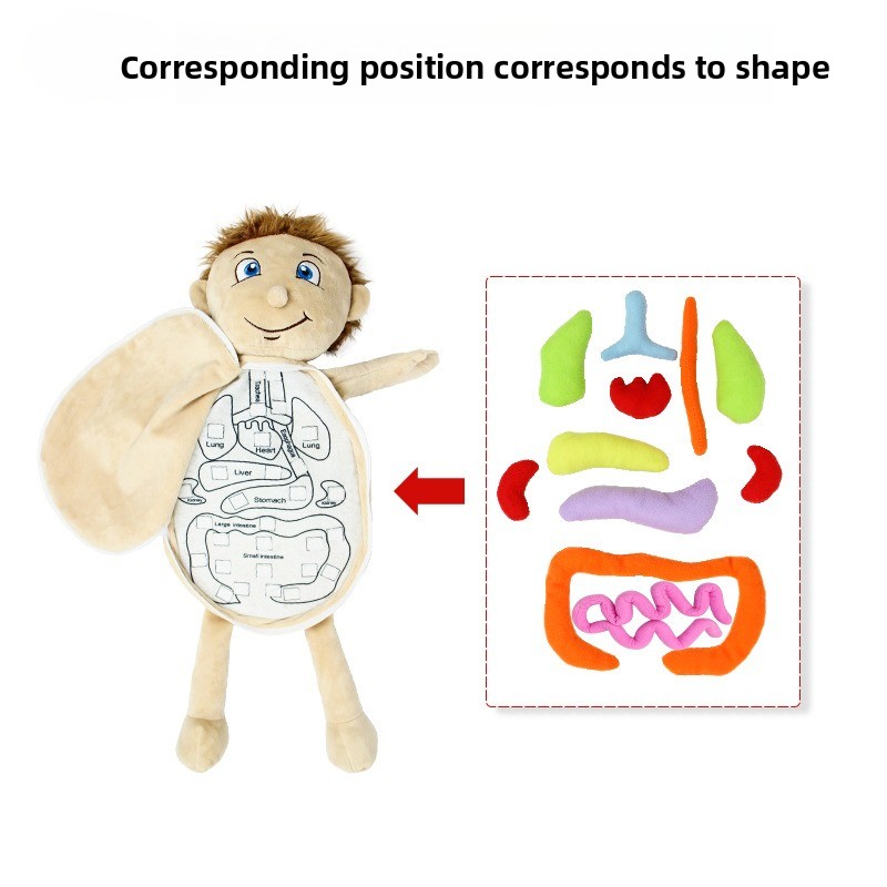 1-delige menselijke organen co - Human Body Puzzle recensie en prijs