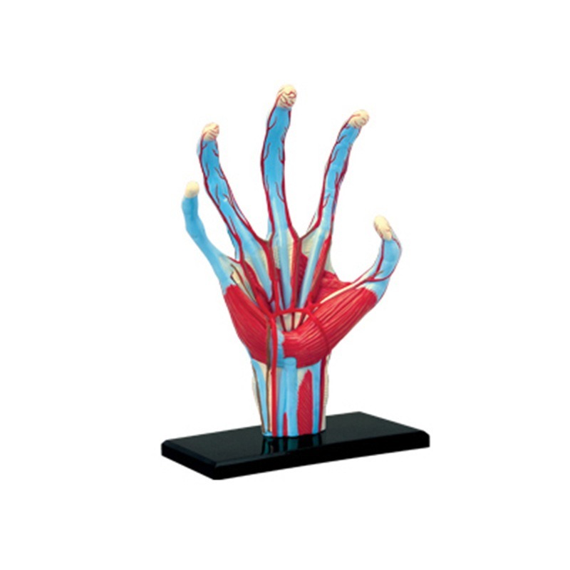 4d Master Menselijke Hand Bots - Human Body Puzzle recensie en prijs