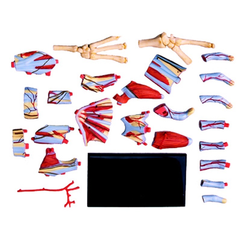 4d Master Menselijke Hand Bots - Human Body Puzzle recensie en prijs