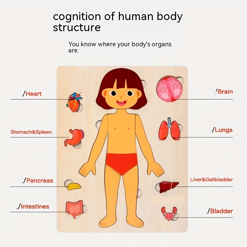Menselijk Lichaam Puzzels Voor - Human Body Puzzle recensie en prijs