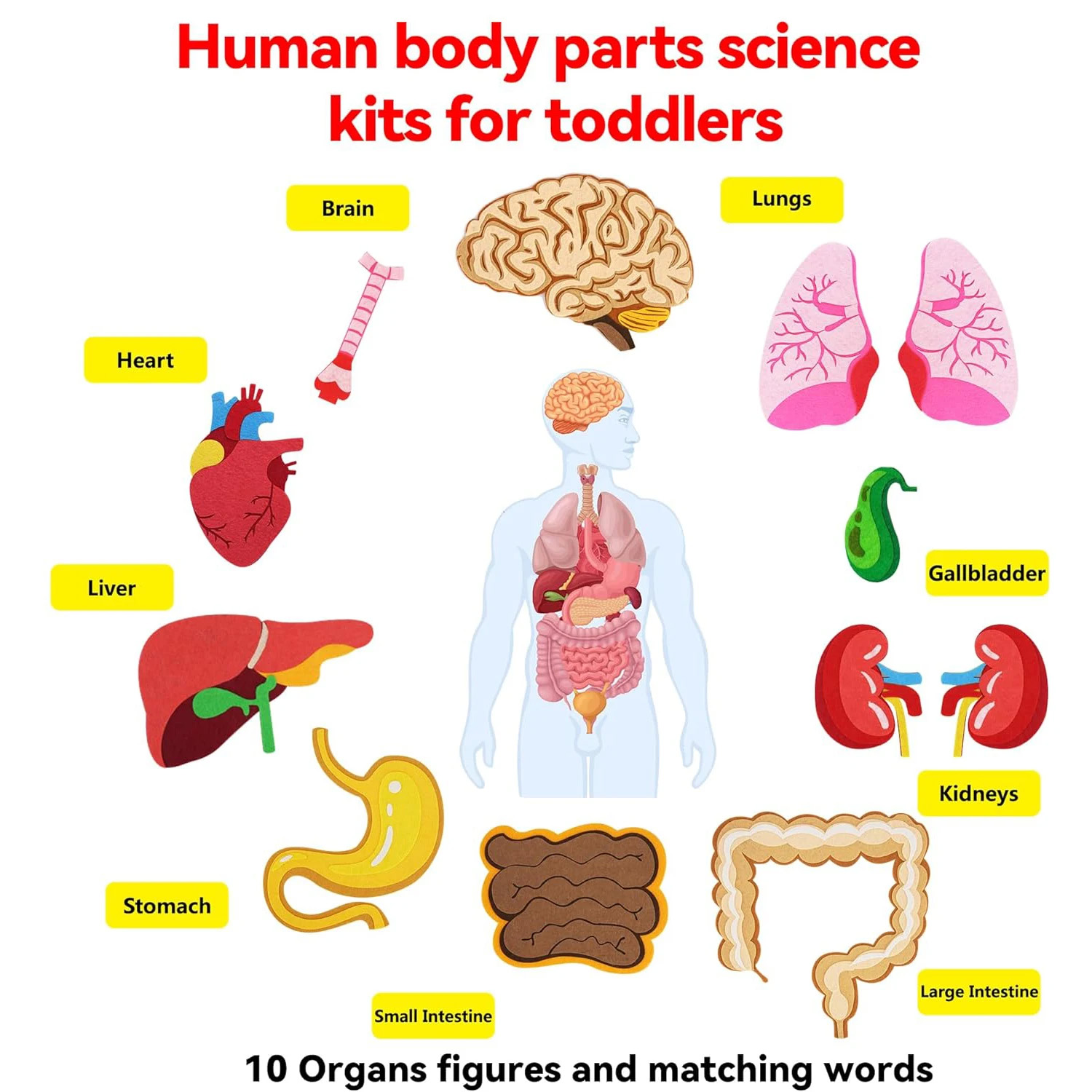 Menselijke lichaamsdelen Vilte - Human Body Puzzle recensie en prijs