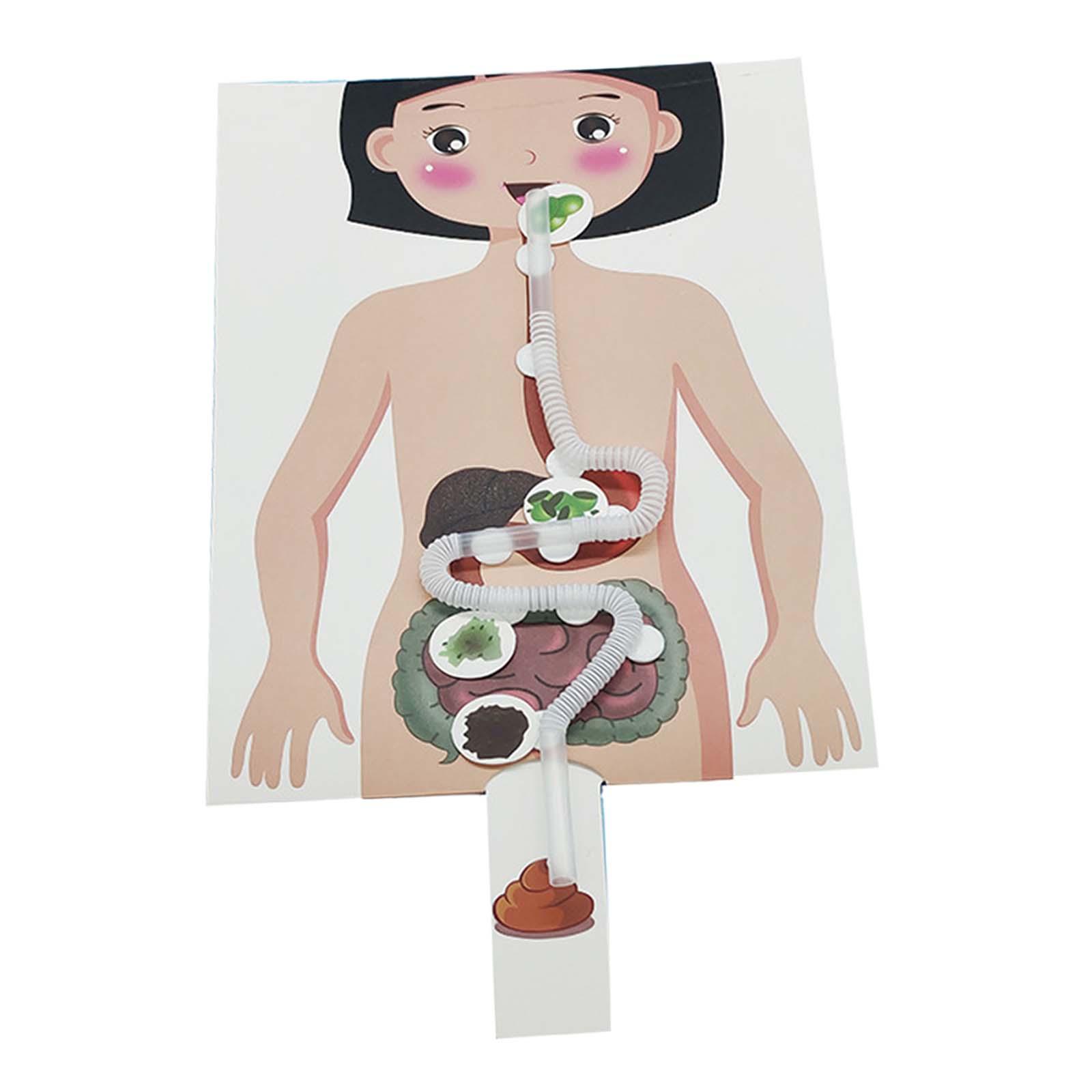 Menselijk spijsverteringsstels - Human Body Puzzle recensie en prijs