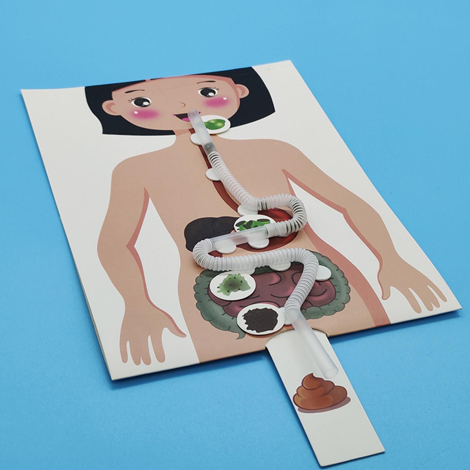 Menselijk spijsverteringsstels - Human Body Puzzle recensie en prijs