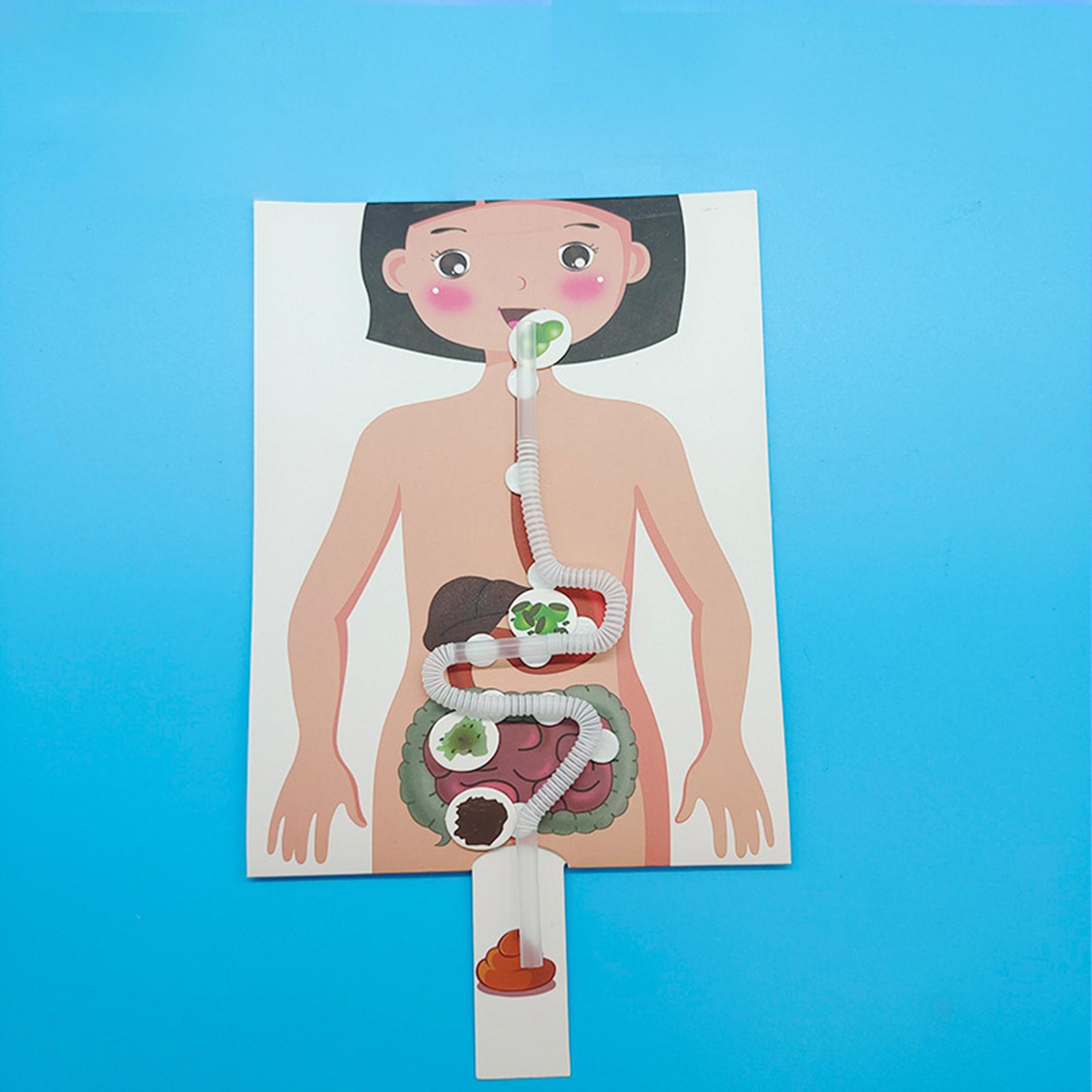 Menselijk spijsverteringsstels - Human Body Puzzle recensie en prijs