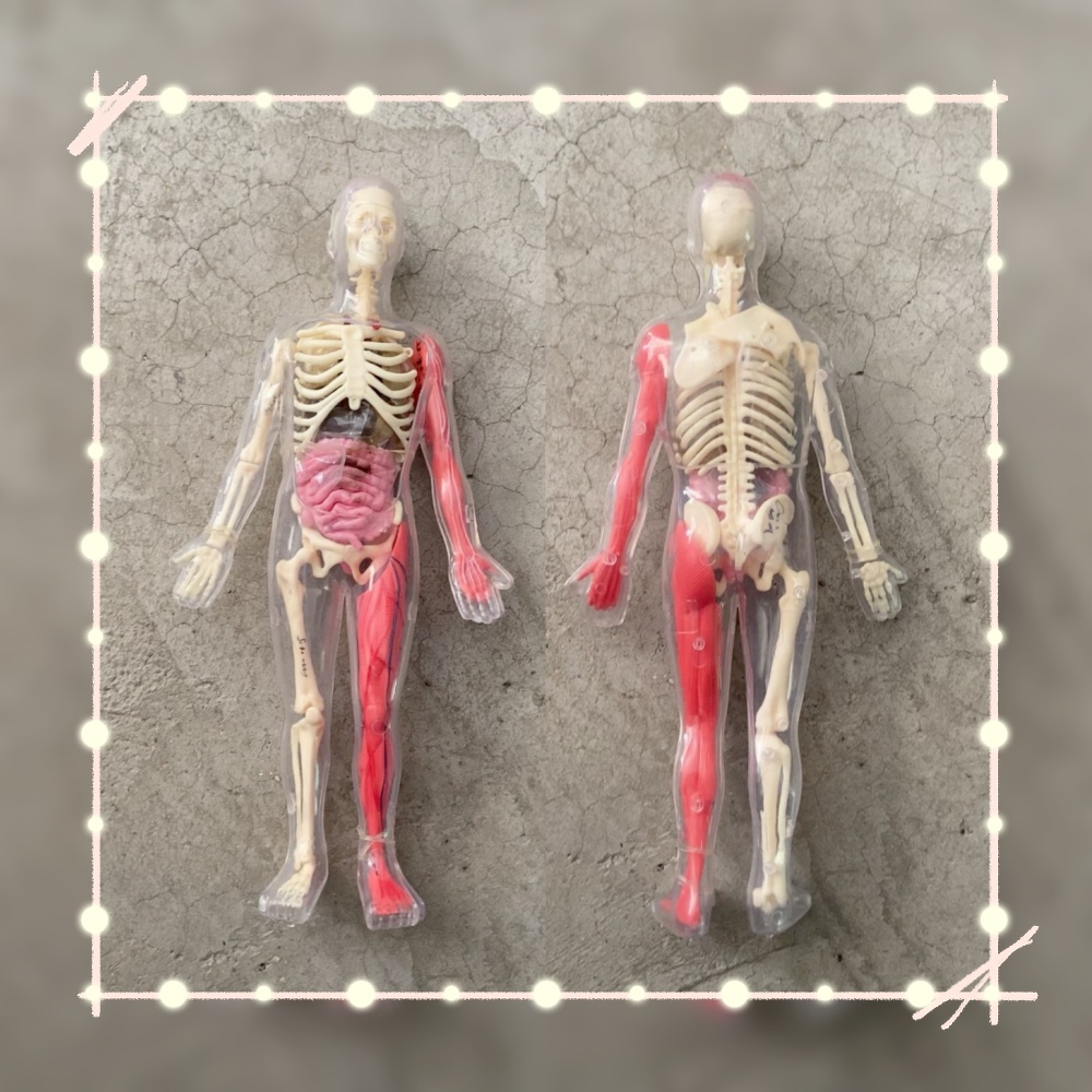 Op voorraad Standaard defecte  - Human Body Puzzle recensie en prijs