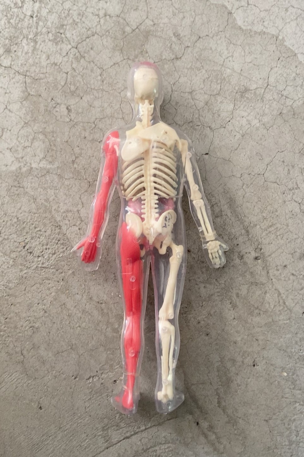 Op voorraad Standaard defecte  - Human Body Puzzle recensie en prijs