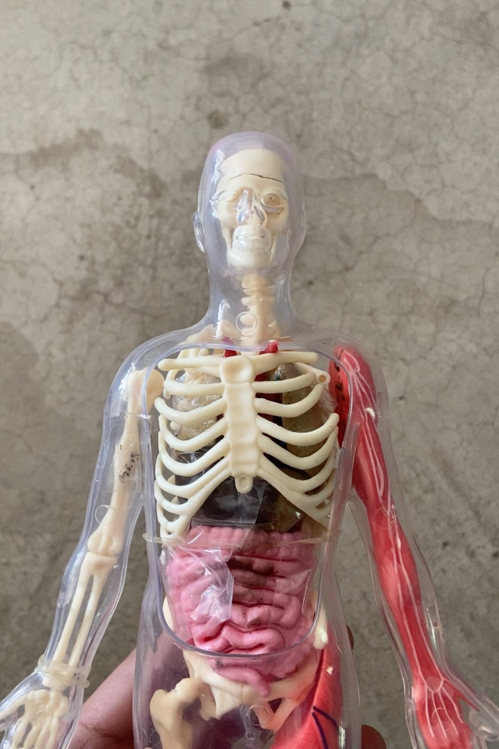Op voorraad Standaard defecte  - Human Body Puzzle recensie en prijs
