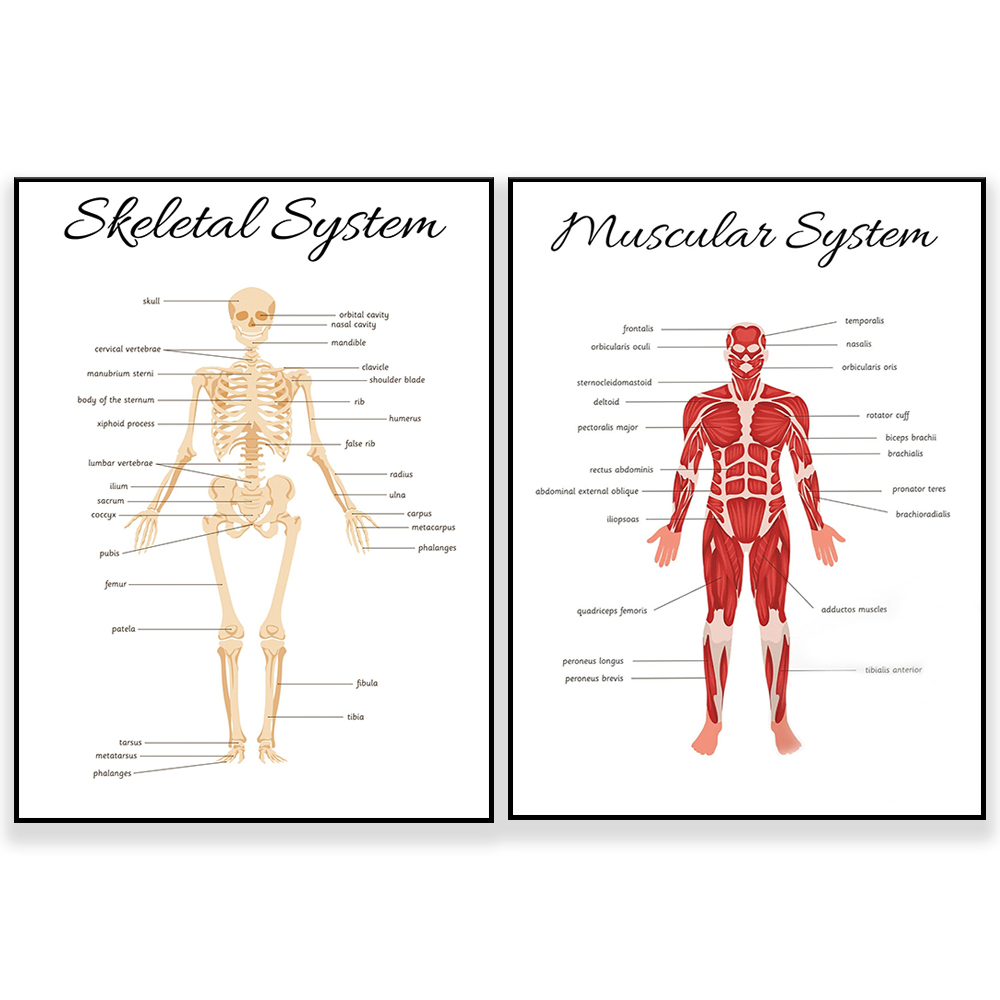 SKELETAL SYSTEEM • Educatieve  - Kids Education System recensie en prijs
