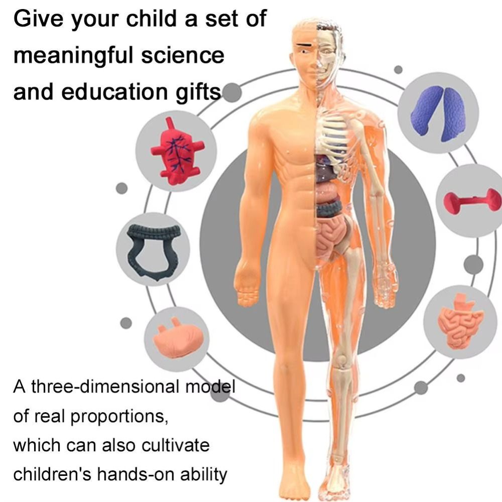 Kunststoffen 3D Menselijk Tors - Human Body Puzzle recensie en prijs