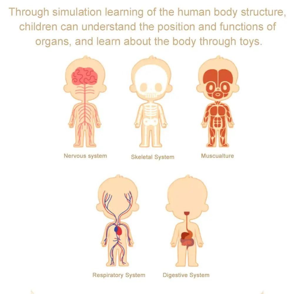 Kunststoffen 3D Menselijk Tors - Human Body Puzzle recensie en prijs