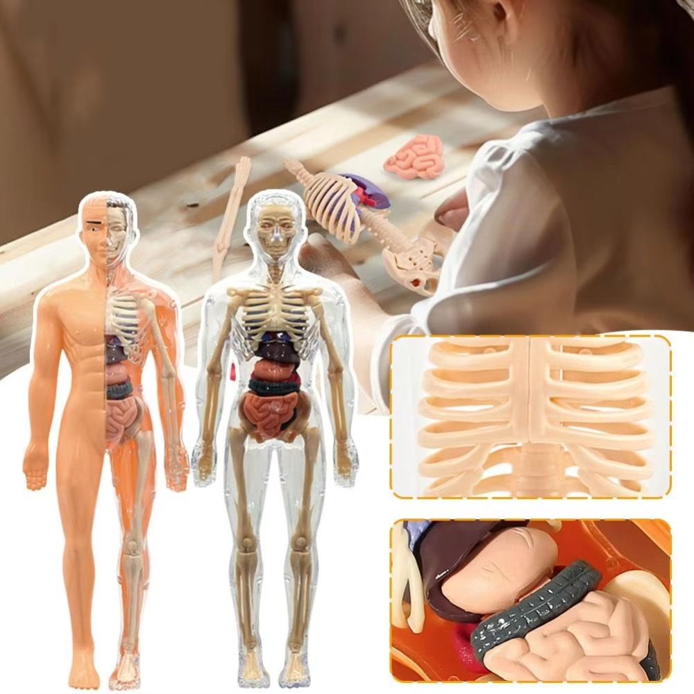 Kunststoffen 3D Menselijk Tors - Human Body Puzzle recensie en prijs